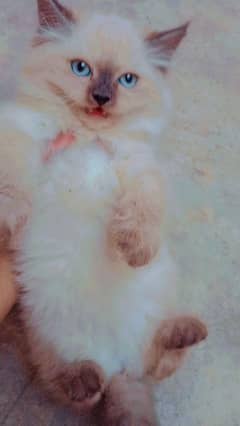 siamese kitten