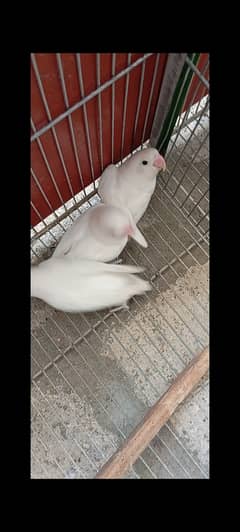 Budgie and albino sell 03010185141