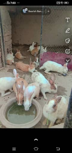 19 خرگوش