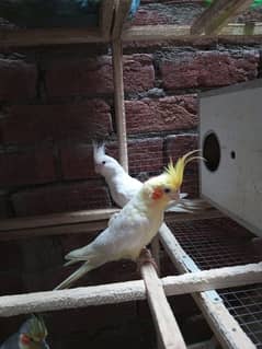 cockatiel for