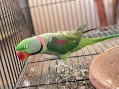 alexaender parrot with cage and nest box