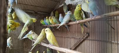 Australian parrot (budgie parrot)