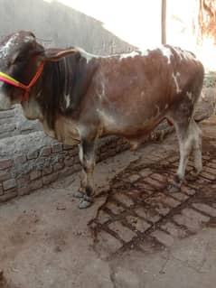 03139938071 cholistani bull