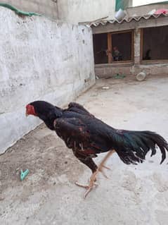 my home breed