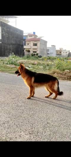 German Shepherd