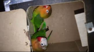 aseel chicks