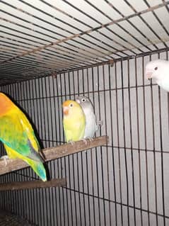 cage