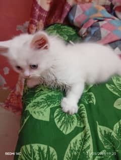 kitten