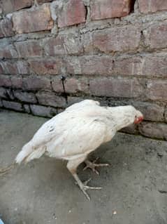 bareedar female eggs bareed ki warranti hay
