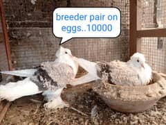 fancy pigeon | kabutar| Jacobin|  frillback saddle | amarican fantail|