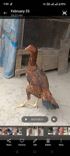 aseel shamo breed female