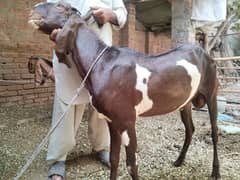 Qurbani Bakra Heavy Weight For Sale