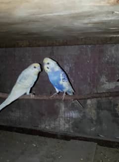 Budgies Breeder pairs