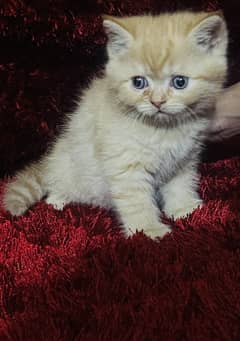 Pure Persion breed