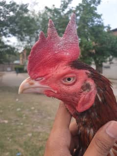 Lakha Bangum for sale (URGENT)