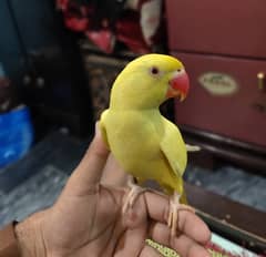 Parrot