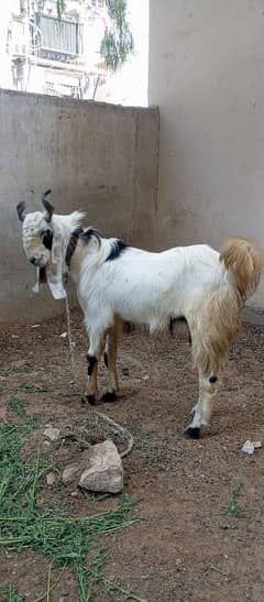 2 Daant Breeder Bakera "For Sale"