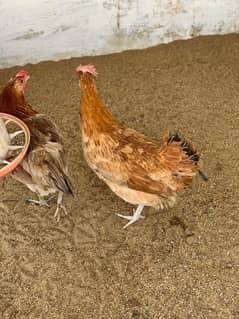 3 hen 1 cock