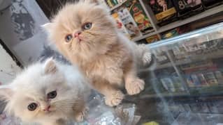 fluffy