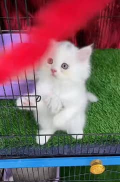 Persian