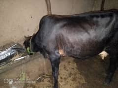 saiwal crass cow
