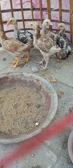 اصیل چوزے فار سیل رابطہ نمبر 03315628242
