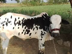 Bull for sale | Qurbani Vehra | Bail for sale| 390000