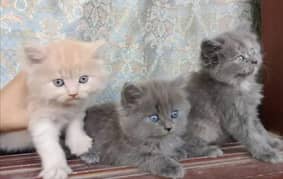 fluffy