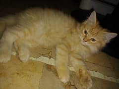 persian cat