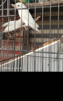 Albino