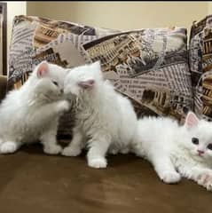 fluffy
