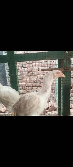 White Hera Aseel for sale