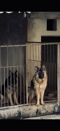 German Shepherds pair both pedigreed stock coat black masked
