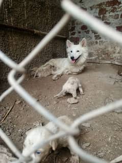 Russian Puppy Zero size for sale