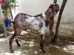 mackachina