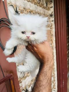 fluffy
