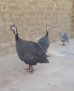 Cheni Murghiyan
