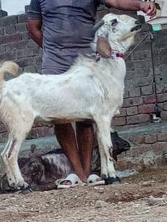 Desi 2 dant 4 bakry sale
