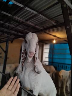 pure rahjanpuri ablak