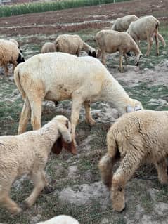 Dumba | kajla | chatra | Sheep | Qurbani bakra | Goat | 2 dant chatra