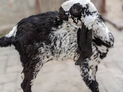 pure makhichni long height goats for sale