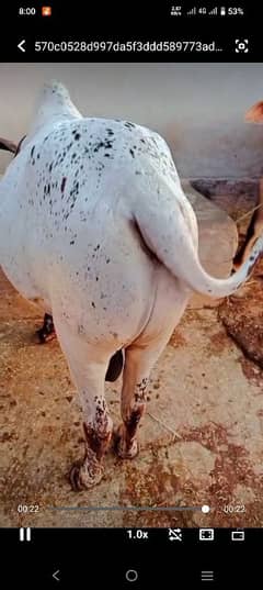2 dant ha qurbani k liya