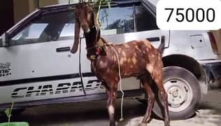 2 Dant Khassi Qurbani goats in affordable rates | bakra | Qurbani 2025