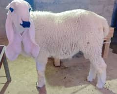 Kajla Dhumba & Gulabi Bakra