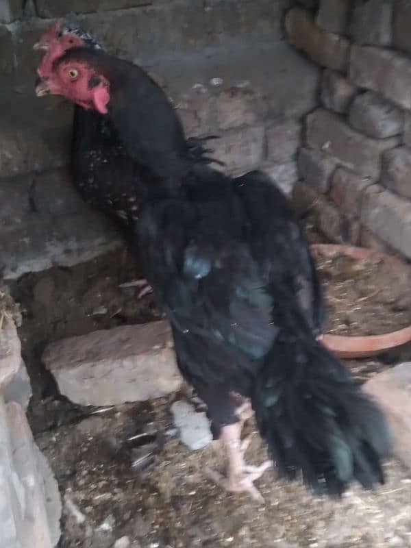 Aseele murghay Murghian out class Aseele chicks 10