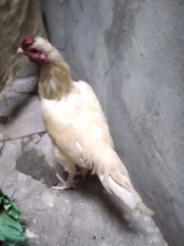 Aseele murghay Murghian out class Aseele chicks 12