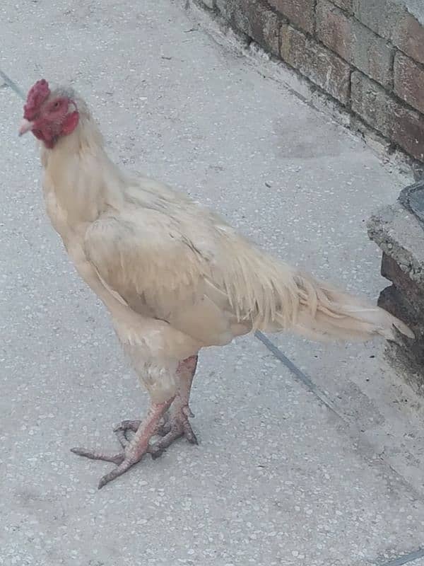 Aseele murghay Murghian out class Aseele chicks 13