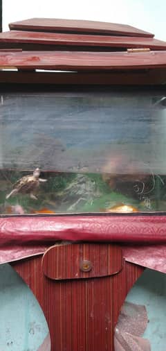 Aquarium for sale with 3 fishes and 1 turtle and decor