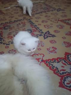 Persian cat baby