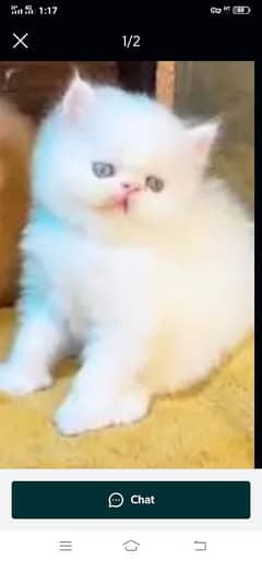Persian cat for sale male or female my WhatsApp 0328=20=23=059